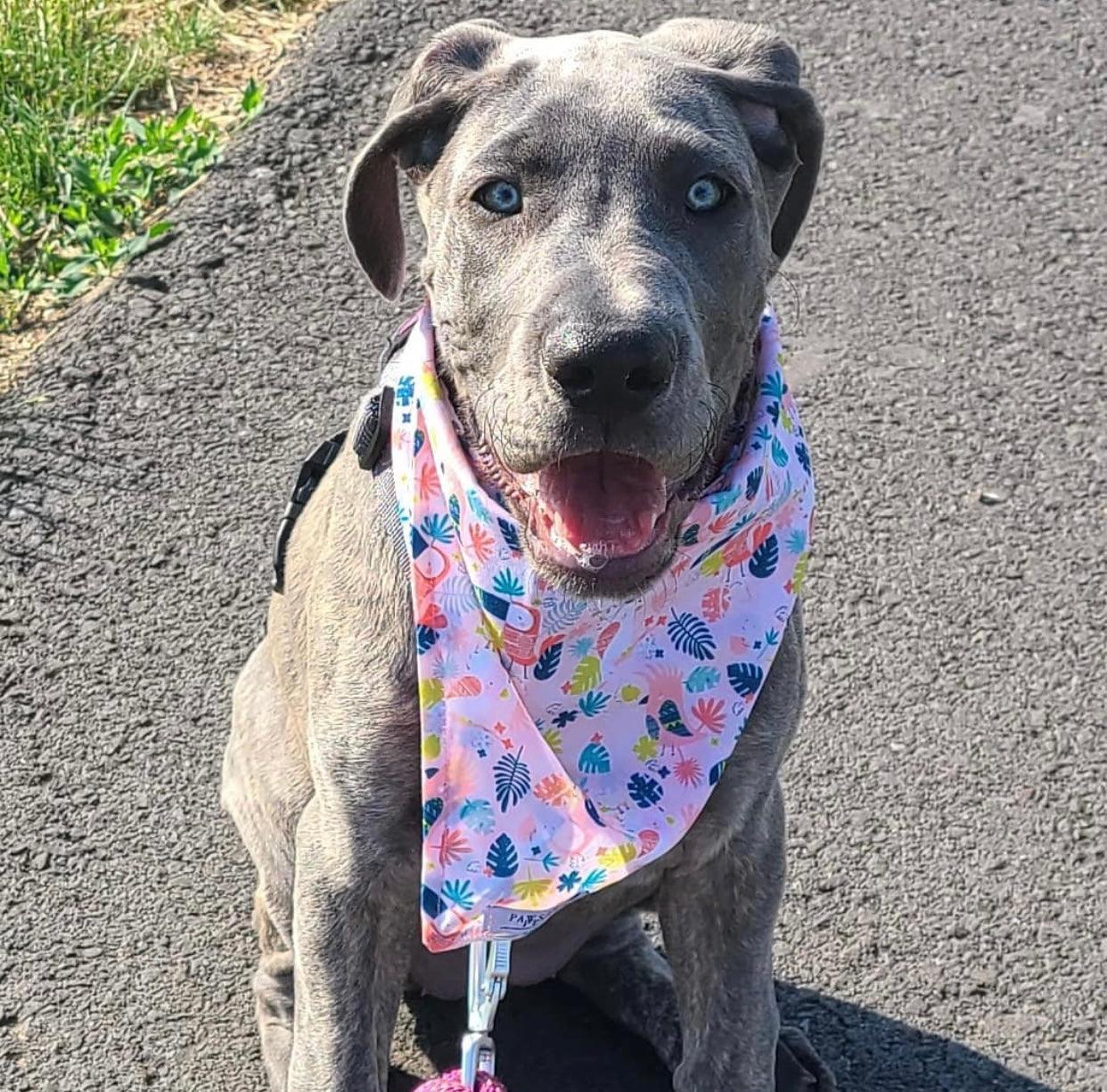 BANDANA - PINK TOUCAN